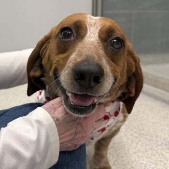 Beagle Dogs Available for Adoption - Conway | PetCurious