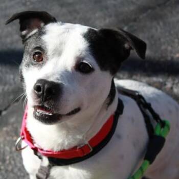 Bam -  Staffordshire Bull Terrier and Mixed Breed Dog for Adoption in Richmond, Virginia - Bam | PetCurious