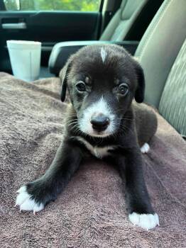 Badger the small breed puppy -  Miniature Pinscher and Schnauzer Dog for Adoption in Muskego, Wisconsin - Badger The Small Breed Puppy | PetCurious