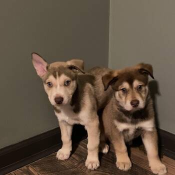 Husky and German Shepherd Dog Dogs Available for Adoption - Dale! Sweet Playful Boy!  | PetCurious