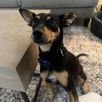 Mixed Breed Dogs Available for Adoption - LACEY | PetCurious