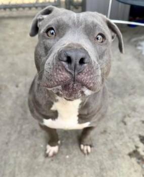 Pit Bull Terrier Dogs Available for Adoption - Seven | PetCurious