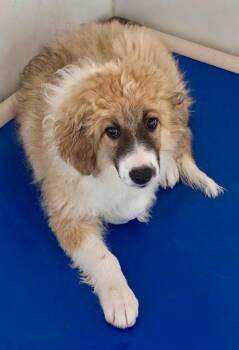 Kohlrabi 2 -  Australian Shepherd and Collie Dog for Adoption in Fort Lupton, Colorado - Kohlrabi 2 | PetCurious