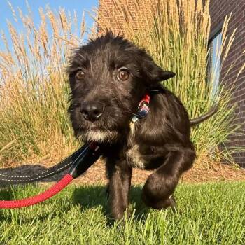 Beyonce -  Wirehaired Terrier and Labrador Retriever Dog for Adoption in South Elgin, Illinois - Beyonce | PetCurious