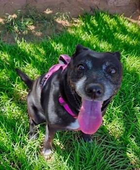 Daisy -  Black Labrador Retriever Dog for Adoption in St. George, Utah - Daisy | PetCurious