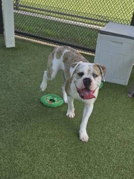 Seven -  American Bulldog and Bullmastiff Dog for Adoption in Daphne, Alabama - Seven | PetCurious
