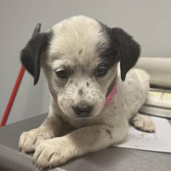 Puff -  Mixed Breed Dog for Adoption in Chattanooga, Tennessee - Puff | PetCurious