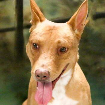 Scooter -  Cattle Dog and Mixed Breed Dog for Adoption in Casa Grande, Arizona - Scooter | PetCurious