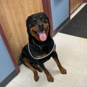 Rottweiler Dogs Available for Adoption in Saint Joseph, Missouri - Reagan | PetCurious