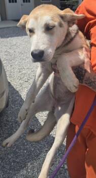 Minnie -  Mixed Breed Dog for Adoption in Greencastle, Indiana - Minnie | PetCurious