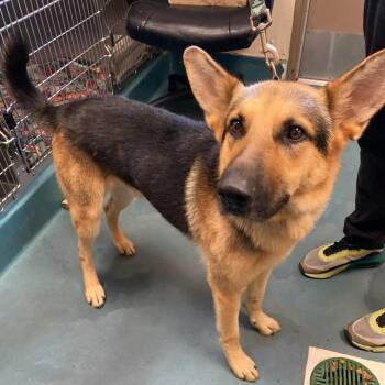 JUICE -  Mixed Breed Dog for Adoption in Memphis, Tennessee - JUICE | PetCurious