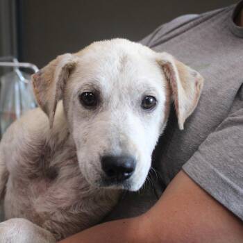 Hannah -  Black Mouth Cur and Retriever Dog for Adoption in Cleveland, Mississippi - Hannah | PetCurious