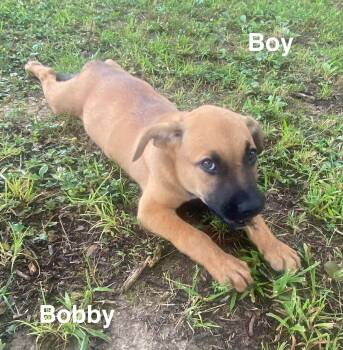 Bobby -  Black Mouth Cur and Labrador Retriever Dog for Adoption in Glocester, Rhode Island - Bobby | PetCurious
