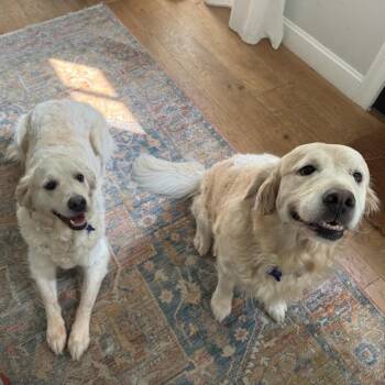Summer -  Golden Retriever Dog for Adoption in Hopkinton, Massachusetts - Summer | PetCurious