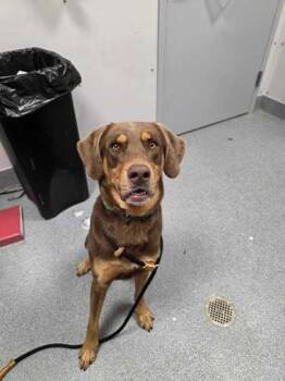 Fort Knox -  Mixed Breed Dog for Adoption in Sevierville, Tennessee - Fort Knox | PetCurious