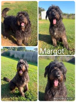 Margot -  Labradoodle Dog for Adoption in Enterprise, Alabama - Margot | PetCurious