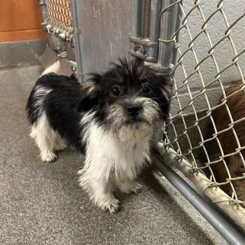 COOPER -  Yorkshire Terrier and Mixed Breed Dog for Adoption - COOPER | PetCurious