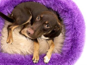 SCARLETT -  Doberman Pinscher and Mixed Breed Dog for Adoption in Fort Lauderdale, Florida - SCARLETT | PetCurious