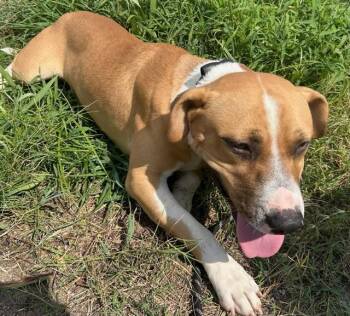 ALVIN -  Pit Bull Terrier and Mixed Breed Dog for Adoption - ALVIN | PetCurious