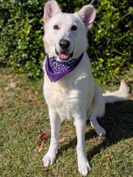 Champion -  Shepherd Dog for Adoption in Gulfport, Mississippi - Champion | PetCurious