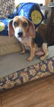 Rescue Beagle Dogs for Adoption in Overland Park, Kansas - Lilly - Fostered In Omaha | PetCurious