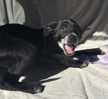 Collie Dogs Available for Adoption - Justice | PetCurious