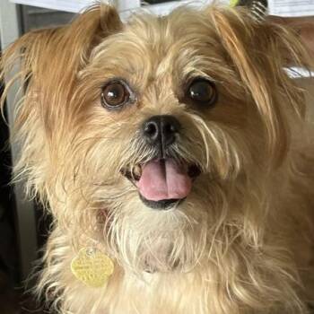 Belle -  Yorkshire Terrier and Shih Tzu Dog for Adoption in Monticello, Minnesota - Belle | PetCurious