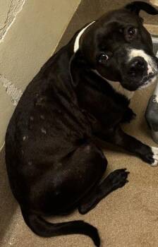 Ravencrest -  Mixed Breed Dog for Adoption in Chamblee, Georgia - Ravencrest | PetCurious
