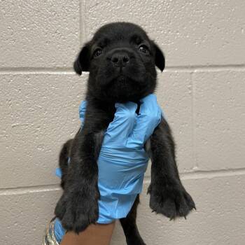 Fantastic -  Mastiff and Mixed Breed Dog for Adoption in Birmingham, Alabama - Fantastic | PetCurious