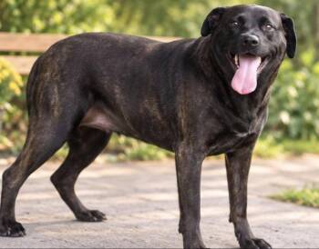 OLIVIA -  Labrador Retriever Dog for Adoption in Margate, Florida - OLIVIA | PetCurious