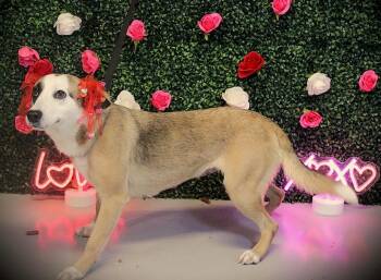 Australian Cattle Dog Blue Heeler Dogs Available for Adoption - Tinsley | PetCurious