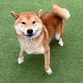Bruce Banner 9477 -  Shiba Inu Dog for Adoption in Loxahatchee Groves, Florida - Bruce Banner 9477 | PetCurious