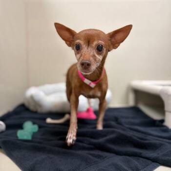 Sophie 54662 -  Chihuahua and Mixed Breed Dog for Adoption in Las Vegas, Nevada - Sophie 54662 | PetCurious