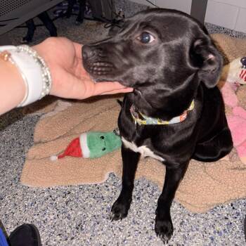 Retriever Dogs Available for Adoption in Greenville, South Carolina - Dorothy | PetCurious