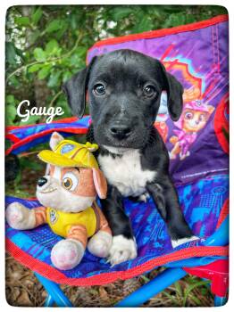 Labrador Retriever Dogs Available for Adoption in Sebring, Florida - Gauge | PetCurious