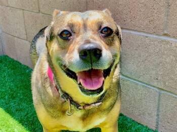 STELLA -  Belgian Shepherd Malinois and Mixed Breed Dog for Adoption in Moreno Valley, California - STELLA | PetCurious