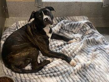 VIOLA -  Pit Bull Terrier Dog for Adoption in Tustin, California - VIOLA | PetCurious