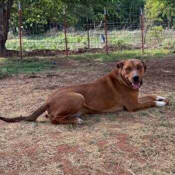 Mixed Breed Dogs Available for Adoption in Sentinel, Oklahoma - Zeus | PetCurious