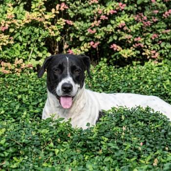 Mercie -  Pointer Dog for Adoption in Houston, Texas - Mercie | PetCurious