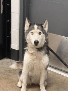 Lemonade -  Siberian Husky Dog for Adoption in Cleveland, Ohio - Lemonade | PetCurious