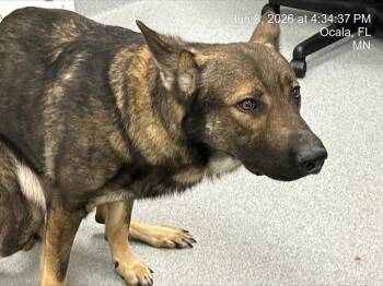 STOCKARD -  German Shepherd Dog and Mixed Breed Dog for Adoption in Ocala, Florida - STOCKARD | PetCurious