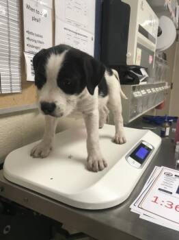 ZUKO -  Pit Bull Terrier and Mixed Breed Dog for Adoption in Conroe, Texas - ZUKO | PetCurious
