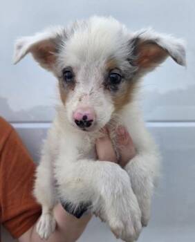 Beck -  Australian Shepherd Dog for Adoption in Malvern, Pennsylvania - Beck | PetCurious