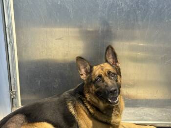 Rescue German Shepherd Dog Dogs for Adoption in San Bernardino, California - ZEUS | PetCurious