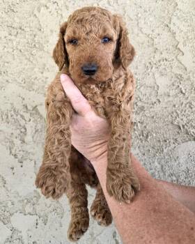 Juniper -  Golden Retriever and Standard Poodle Dog for Adoption in Corona, California - Juniper | PetCurious