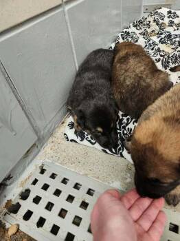 Pumpkins Litter Cider - Located in SC -  Belgian Shepherd Malinois Dog for Adoption in Imlay City, Michigan - Pumpkins Litter Cider - Located In SC | PetCurious