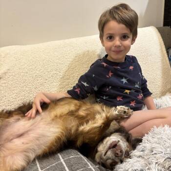 Chihuahua Dogs Available for Adoption - Coco | PetCurious