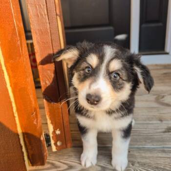 Mixed Breed Dogs Available for Adoption in Fredericksburg, Virginia - Lauper | PetCurious