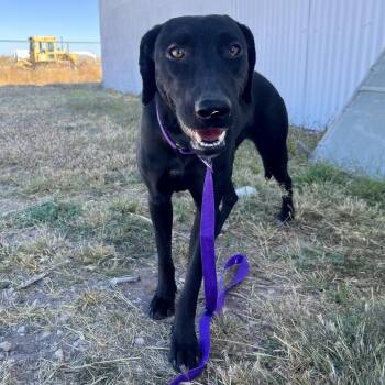 Rescue Black Labrador Retriever Dogs for Adoption in Marfa, Texas - Betty | PetCurious