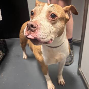 Adeline -  Mixed Breed Dog for Adoption in Allentown, Pennsylvania - Adeline | PetCurious